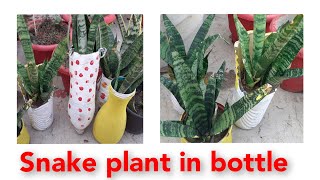 395. Snake Plantsansevieria Ko Use Waste Bottles Mai Grow Krna Easily Propograte