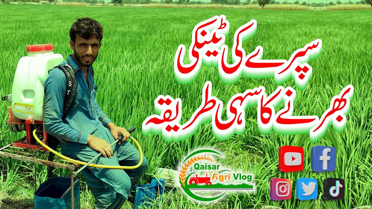 How to spray pesticides on crops/Spray karne ka sahi tarika/Tanki kese