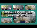 Imperial (Royal) Alder Bonsai Timey Wimey Bonsai Jun   Dec 2021