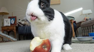 RABBIT SMELLS APPLE