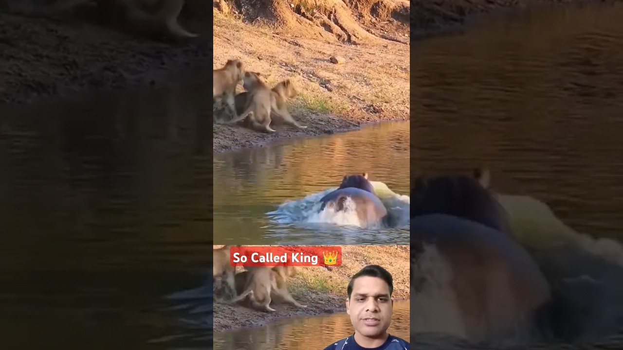 Lion Pride Vs Hippo: शेर शेरनी को दरियाई घोड़े ने दौड़ा दिया 