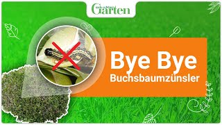 Buchsbaumzünsler bekämpfen | 5 effektive Tipps