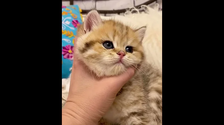 Video 3019521: british shorthair cat purring, sweet british shorthair cat, british shorthair cat love, big british shorthair cat, shorthair cat britishshorthair, british shorthair boy