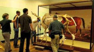 Lexington Skeleton Back Home In Kentucky