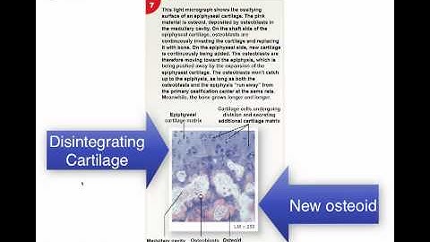 Ch 6 Bone Development.mp4