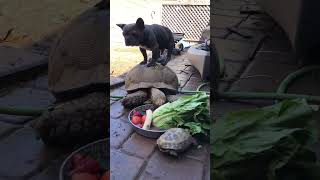 Dog Rides Tortoise (Frenchie) by Artist Esmeralda 240 views 12 days ago 1 minute, 3 seconds