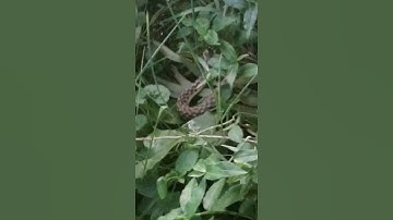 VILLAGE SNAKE 🐍 jaldhara short video || #shorts #videos #2022 #snake #villege