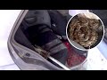 Shocked Woman Finds PYTHON On Car Back Seat