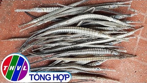 THVL | Xác minh loại cá mà thương lái thu mua tại Cà Mau thời gian qua