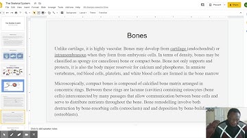 The Skeletal System - Google Slides
