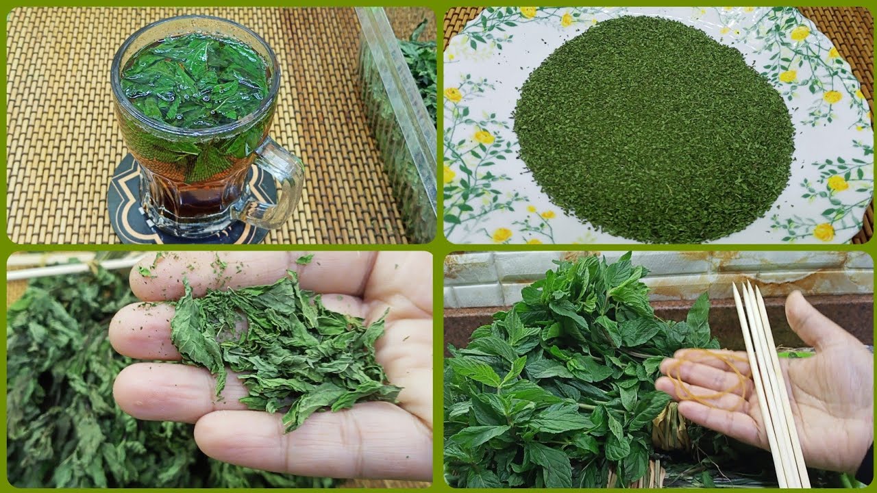 تجفيف النعناع بدون شمس. عندك 50 كيلو هاتي استك فلوس وعود شيش أسرع طريقه تنشيف النعناع