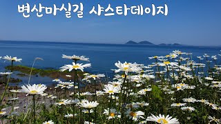 부안여행 변산마실길 샤스타데이지