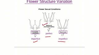 Morphology of Flower | Structure of Flower #science #biology #anatomy #learning