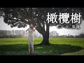 橄欖樹 - 齊豫 小提琴(Violin Cover by Momo)