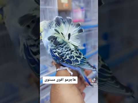 اسعدني مرورك الكريم