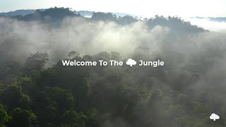 Welcome To The Jungle - Treedom