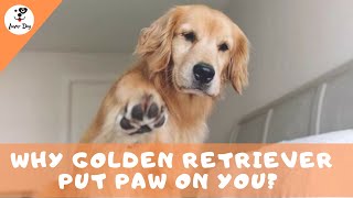 Why Do Golden Retrievers Put Their Paw On You? by luver dog 34,992 views 4 years ago 3 minutes, 18 seconds