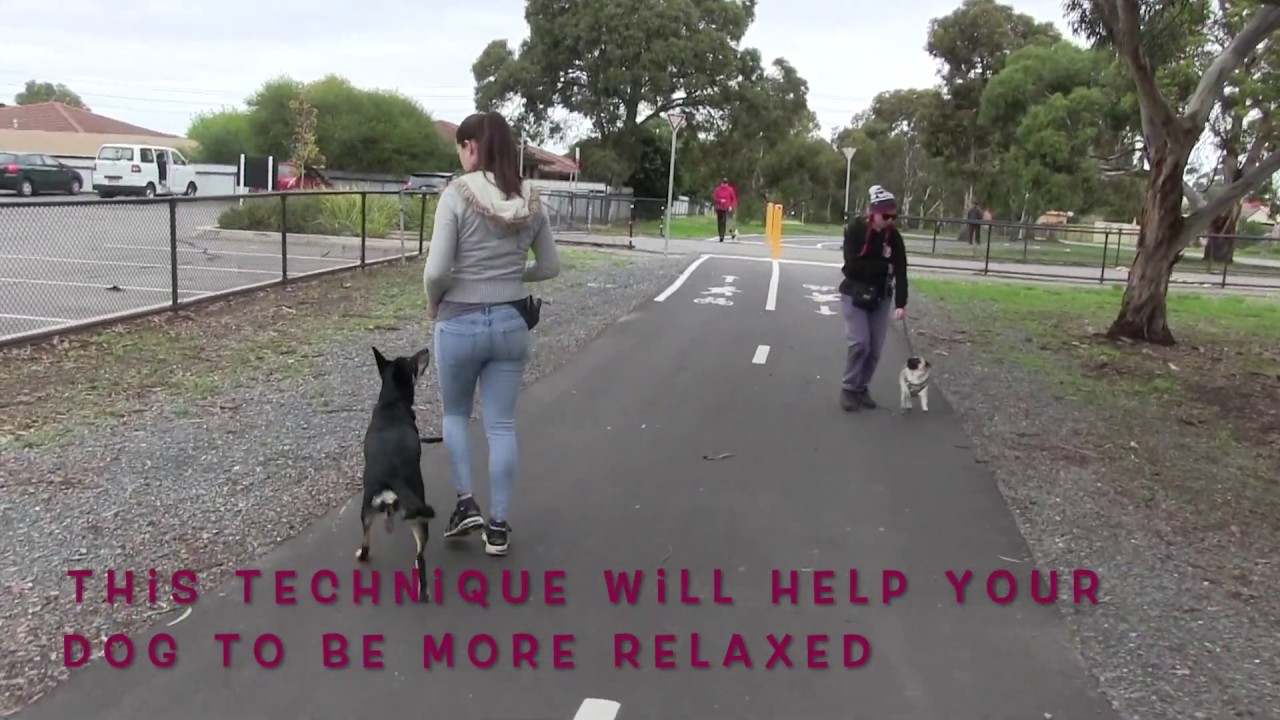 Walking Track Manners - Learning To Ignore Distractions