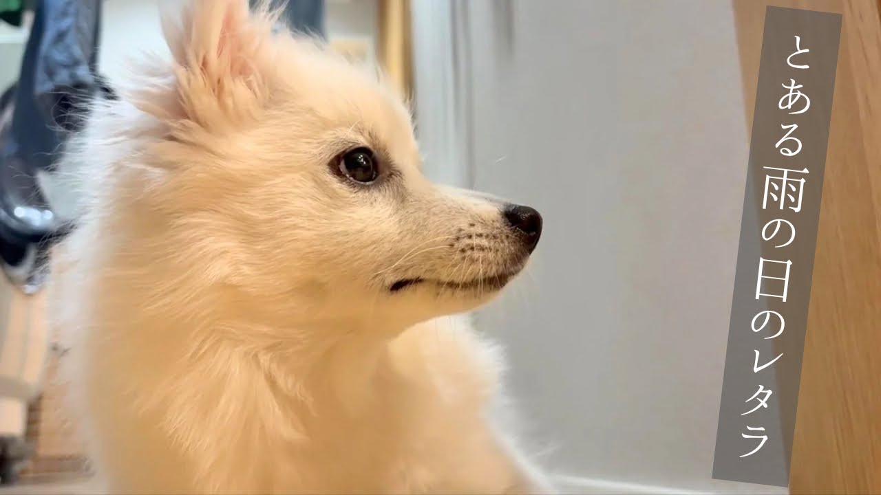 雨でお散歩に行けない、とある日のレタラ