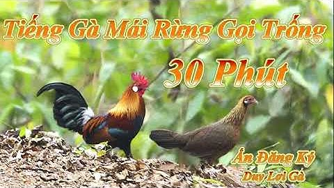Tiếng Gà Mái Rừng Gọi Trống Hay Nhất l 30 Phút l Số 3