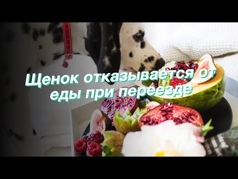 Щенок отказывается от еды при переезде