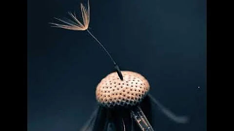 PHÚT CUỐI-Chế Linh,Thanh Tuyền