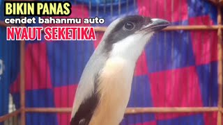 Download Lagu toet toet suara cendet gacor Di PAGI HARI sangat efektif buat Pancingan cendet diam agar cpt bunyi MP3 Download Lagu toet toet suara cendet gacor Di PAGI HARI sangat efektif buat Pancingan cendet diam agar cpt bunyi MP3