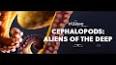 The Intriguing World of Cephalopods ile ilgili video