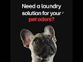 Say Goodbye to Pet Odors with LG AIDD™ Frontload Washing Machine
