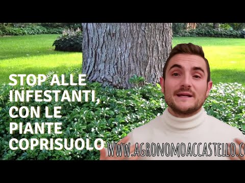 Video: Erbe ornamentali invasive: scopri la gestione dell'erba ornamentale