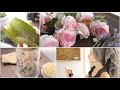 Herbal Beauty (Aloe Rose Serum, Bath Salts &amp; Scalp Spray)