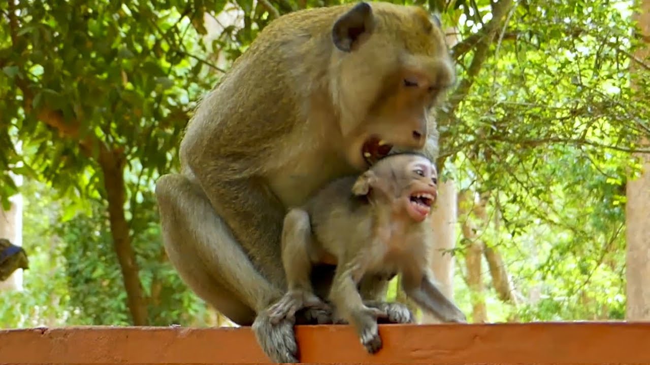 Monkey x pill