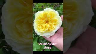 Amazing David Austin Rose The Pilgrim 