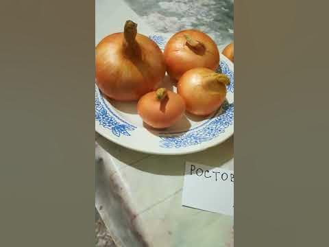Лук шалот Ростовский видео 16 - YouTube