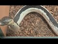 Сиамская плюющаяся кобра / Indo-Chenese Spitting Cobra