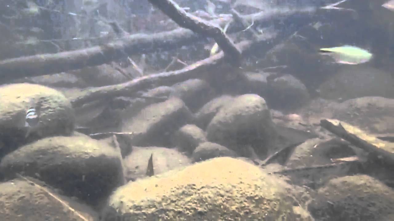video phone beyonce mp3 convicts in the wild + tilapias?.MP4