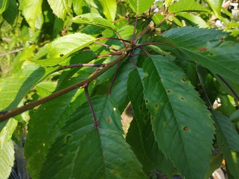 Видео: Черная пятнистость листьев и лечение дырявых дырок - узнайте о дырчатой болезни на вишне
