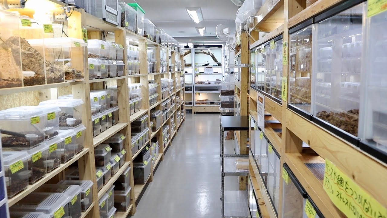 圧倒的生体数】爬虫類倶楽部中野店の2階へYouTube初潜入 - YouTube