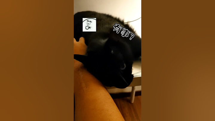 当一个玩游戏的男生拥有了猫