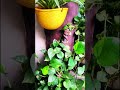"Sukoon dhoondna hai toh kudrat se rishta jodo,#gardening #greenvibesonly