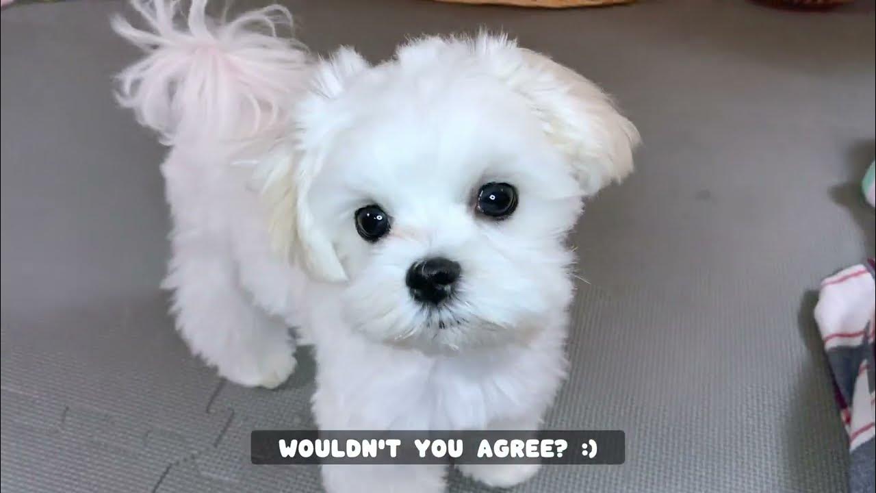 5 MYTHS ABOUT MALTESE DOGS THAT ARE NOT TRUE! YouTube