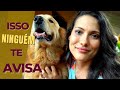 O que você PRECISA saber antes de: Ter um Golden Retriever