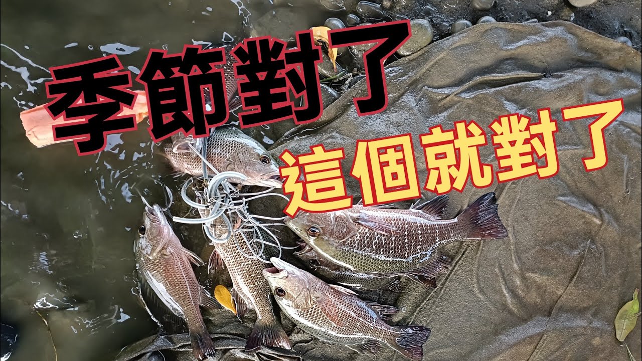河口踢圈!! 這時候用金魚釣牠們吃餌最乾脆！