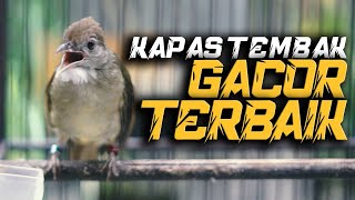 MASTERAN KAPAS TEMBAK  TERBAIK! KASAR KASARAN FULL DONG! COCOK UNTUK KACER, MURAI BATU, CUCAK IJO