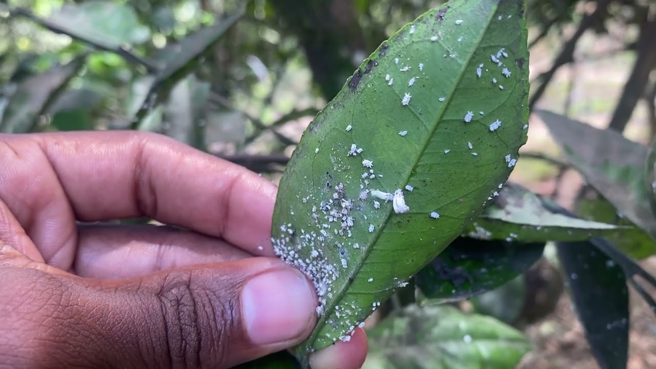 duas pragas comuns em laranjeiras, olhem como combater antes que seja tarde ⏰🌱🌾🦠🧑🏽‍💻