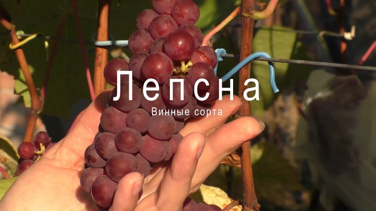 Характеристики сорта винограда Лепсна