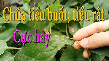 Lõi tiền thiên kim đằng trị tiểu buốt tiểu rắt từ điển cây thuốc công dụng cây Strephania longa TĐCT