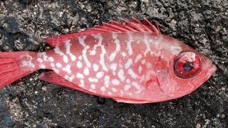 AWEOWEO "BIGEYE" FISH 1,000's IN MASS NIGHT MIGRATION!