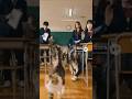 【Sora2】教室に 大量の猫が入ってくる #sora2 #sora #ai