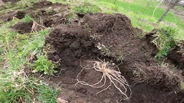 How To Plant Bare-Root Asparagus (A Quick Guide) The Garden Answer For  Permaculture Backyard Garden